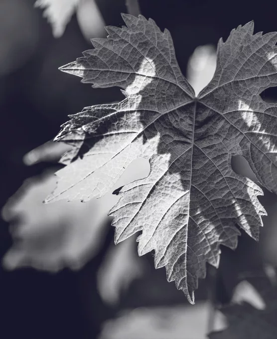 Feuille de vigne