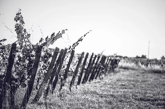 Rows of vines at Château Fleur Ursuline in Saint-Émilion