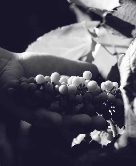Le raisin au cœur du vin biologique Mains tenant des grappes de raisin au Château Fleur Ursuline