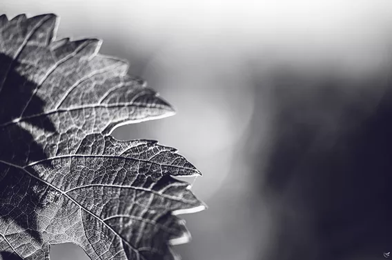 Vine leaf with light shining through it