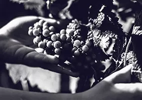 Grappes de raisin sur la vigne