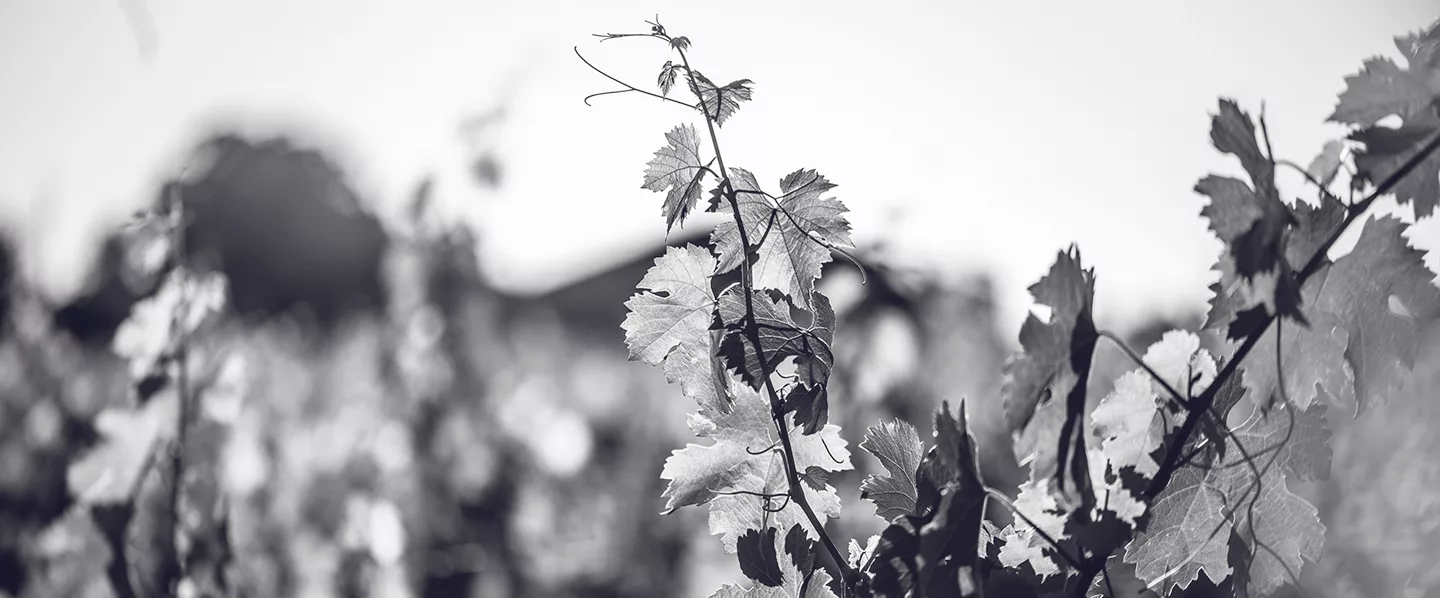 Young vine shoot in the Château Fleur Ursuline vineyard
